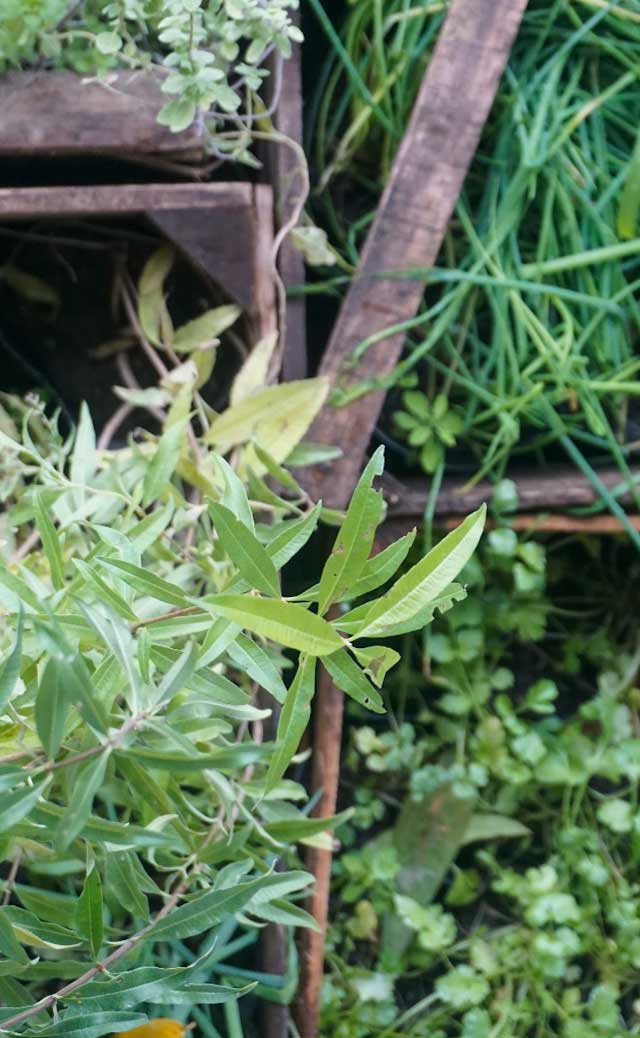 plantar arboles