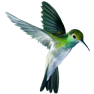 Arrow Icon