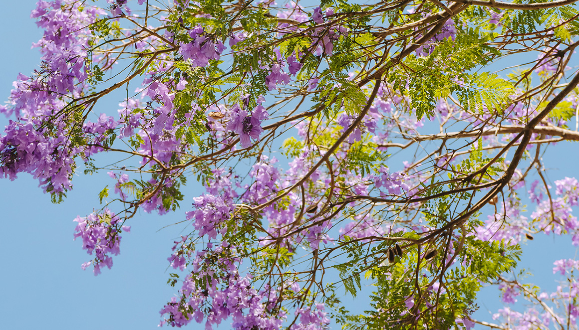 Plantarse. Que hacemos